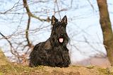 SCOTTISH TERRIER 071